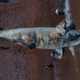 A right whale necropsy off Prince Edward Island, Canada. Photo credit: Marine Animal Response Society